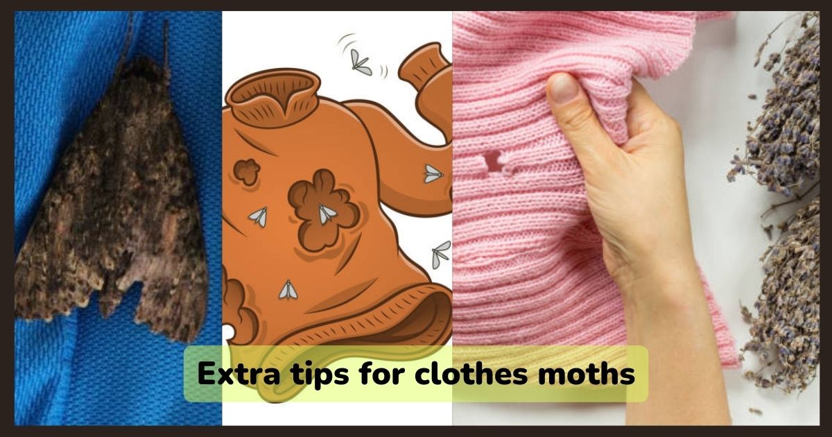 Extra tips for clothes moths